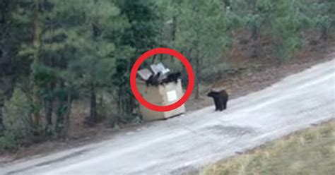 Video: Bear stuck in dumpster in Roxborough neighborhood